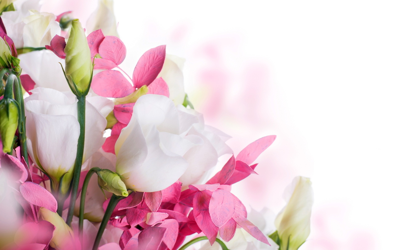 Белые цветы эустомы и розовые цветы