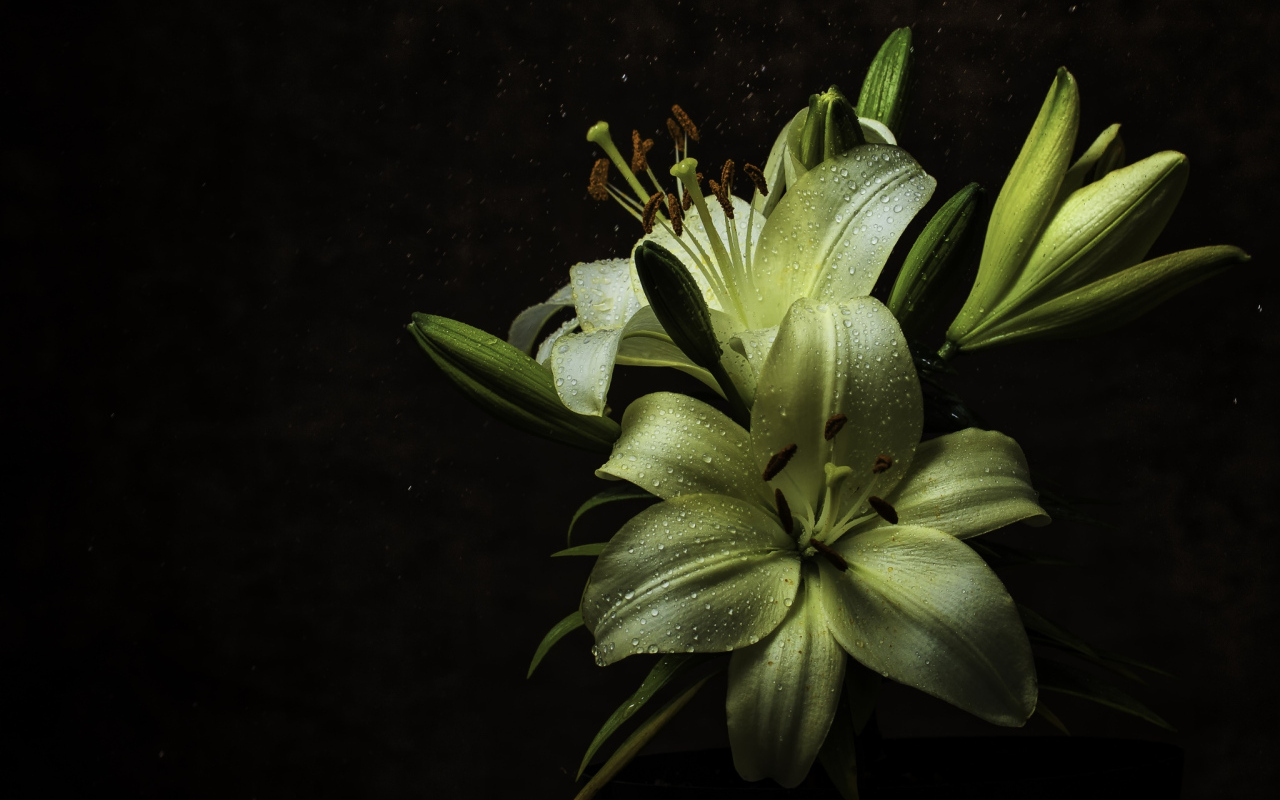 Белые цветы лилии в каплях росы на черном фоне