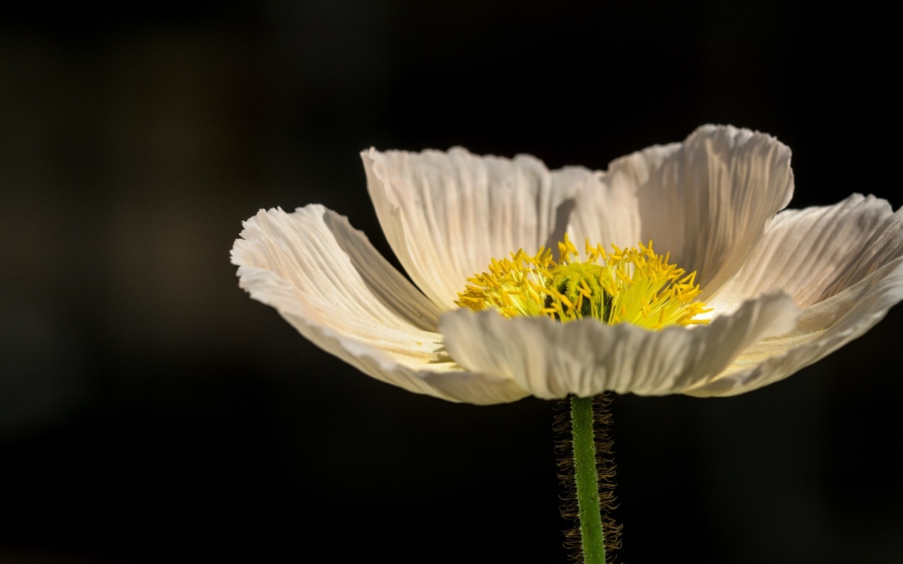 Белый цветок мака крупным планом