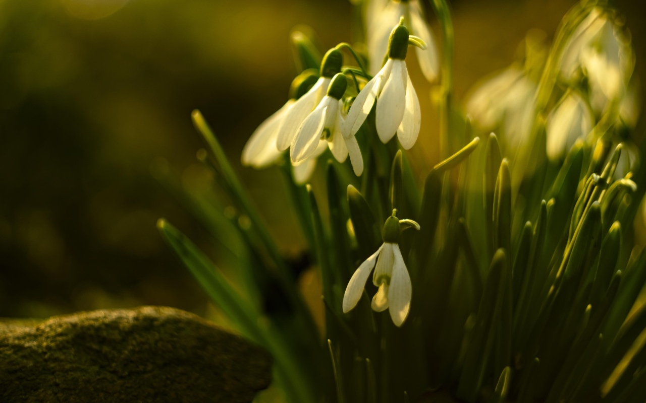 Белые цветы подснежника в лучах весеннего солнца