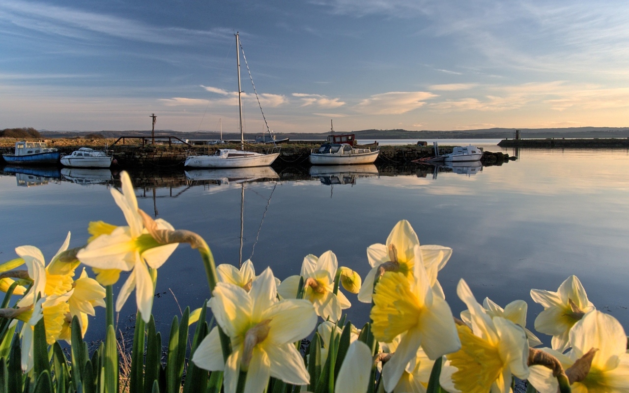 Белые весенние нарциссы растут у воды