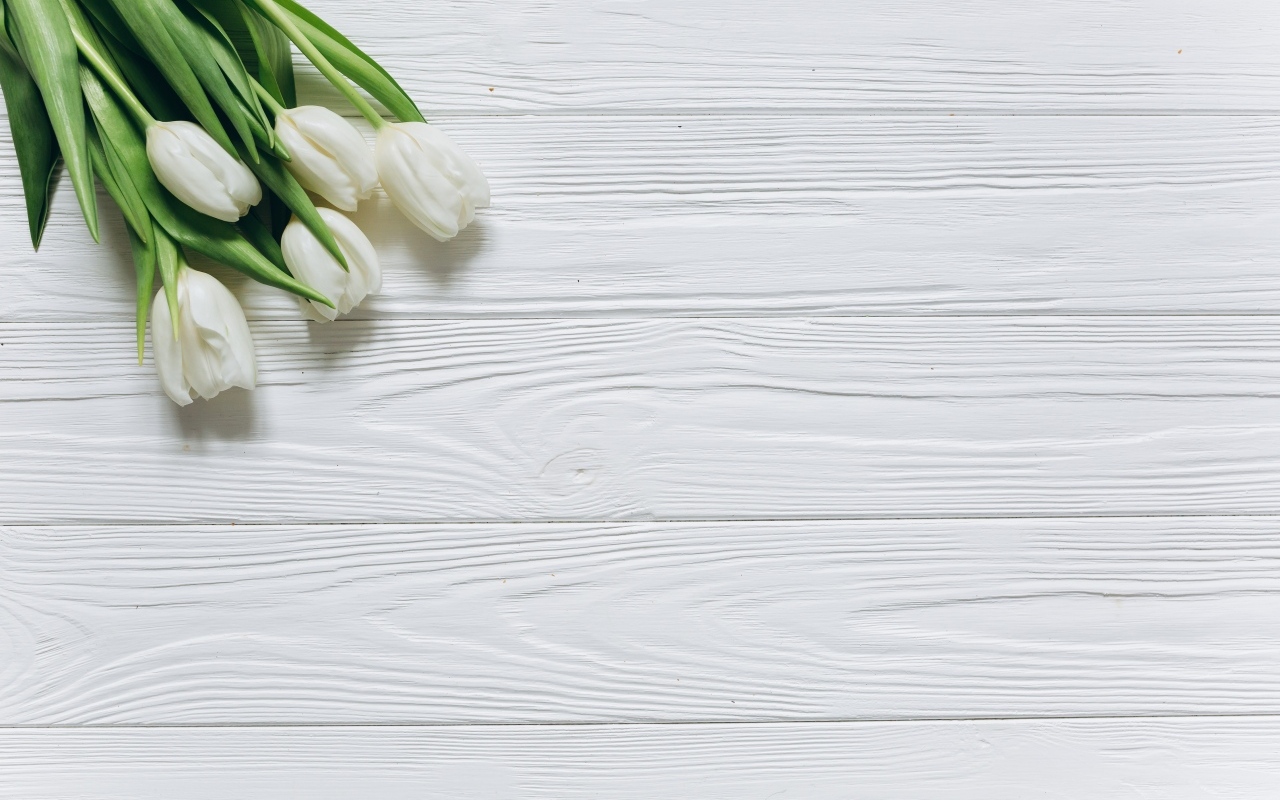 Белые тюльпаны в углу на белом деревянном фоне