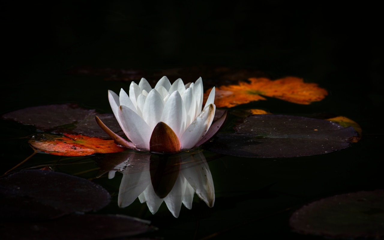 Белый цветок водяной лилии с большим зелеными листьями в пруду