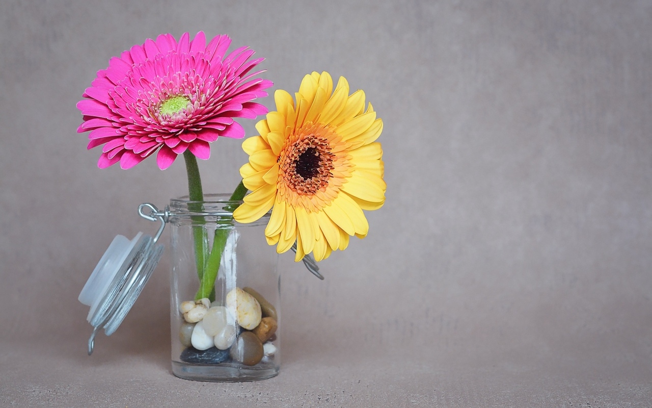 Желтый и розовый цветок герберы в банке