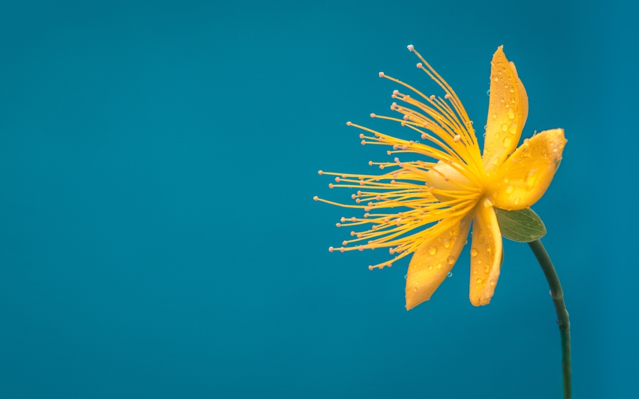 Желтый цветок чистотела на голубом фоне