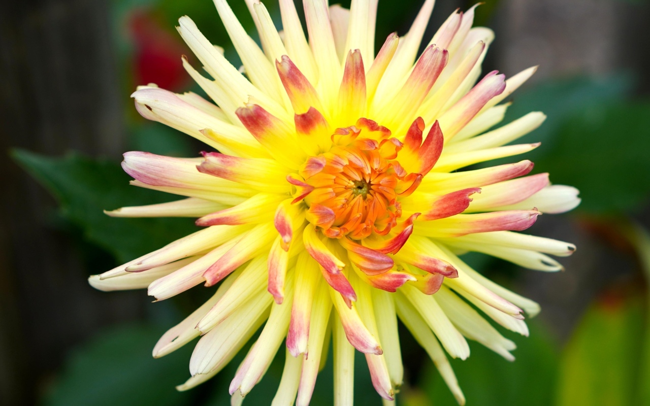 Цветок желтого георгина с острыми лепестками