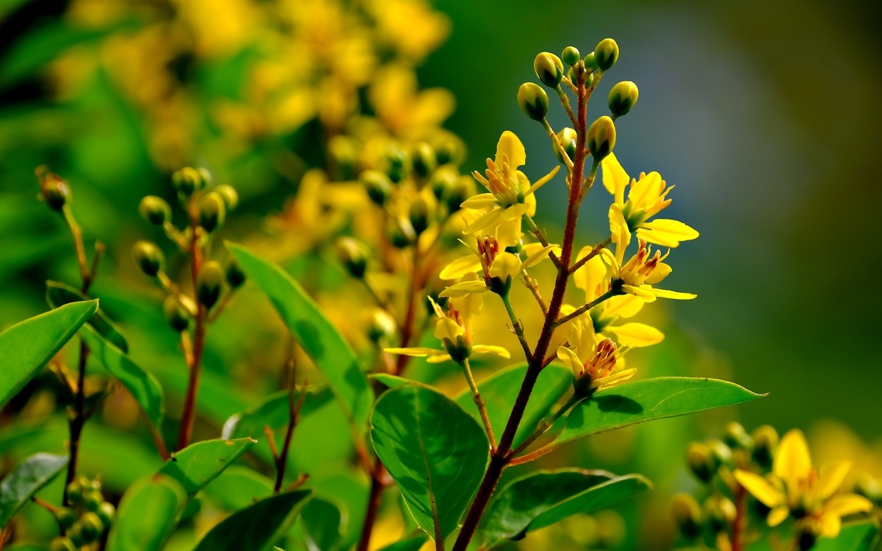 Желтые цветы на ветках