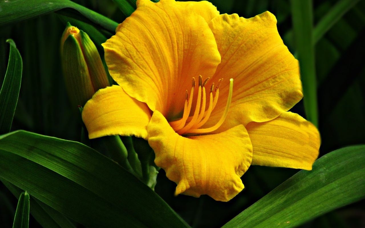 Желтый крупный цветок лилии с бутонами