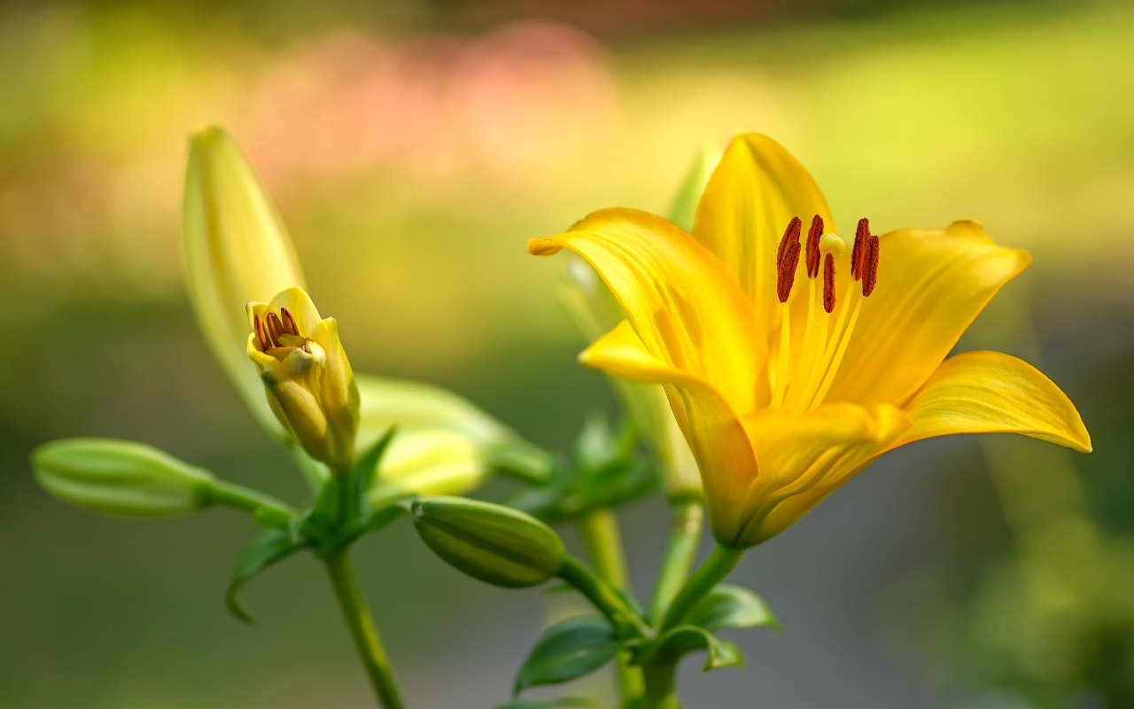 Желтые лилии с бутонами крупным планом