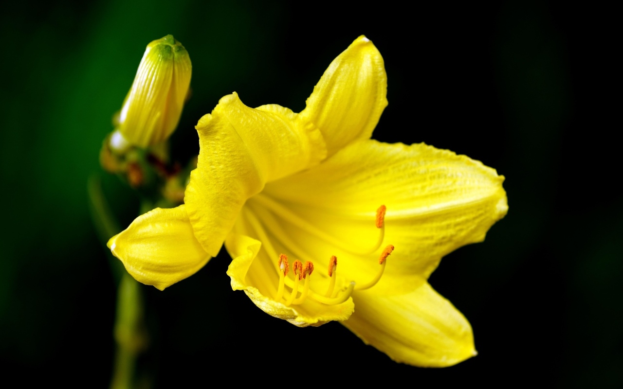 Желтая лилия с бутоном на черном фоне