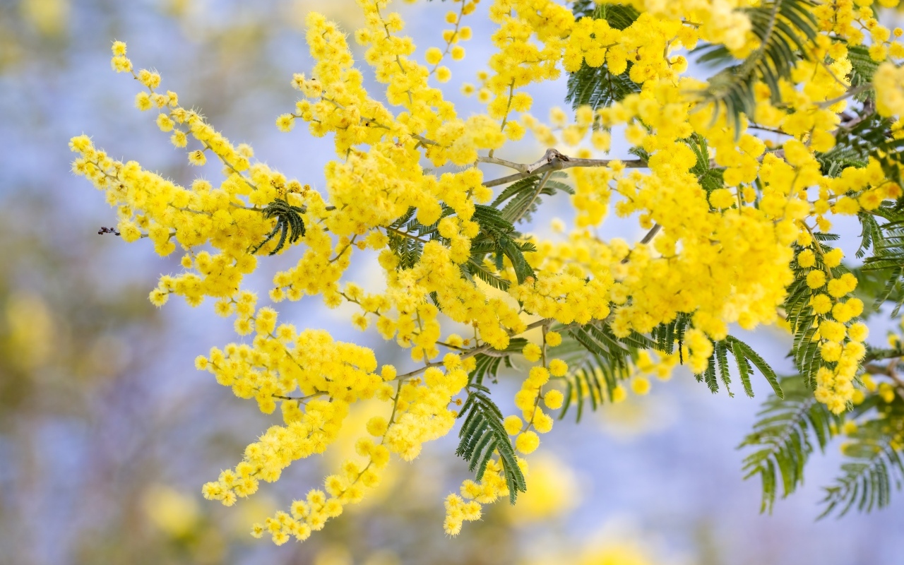 Желтая пышная ветка весенней мимозы