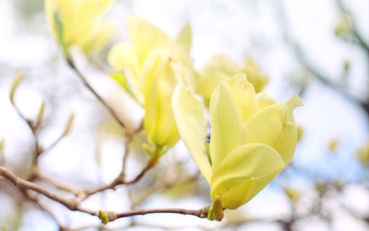 Желтые цветы магнолии на ветке дерева
