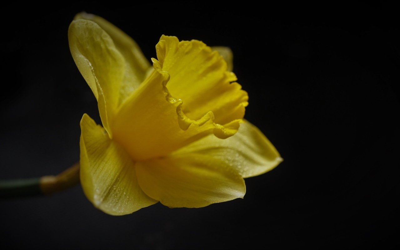 Желтый цветок нарцисса на черном фоне