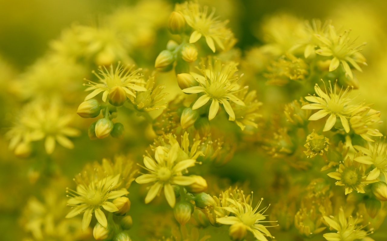 Желтые цветы очиток обыкновенный