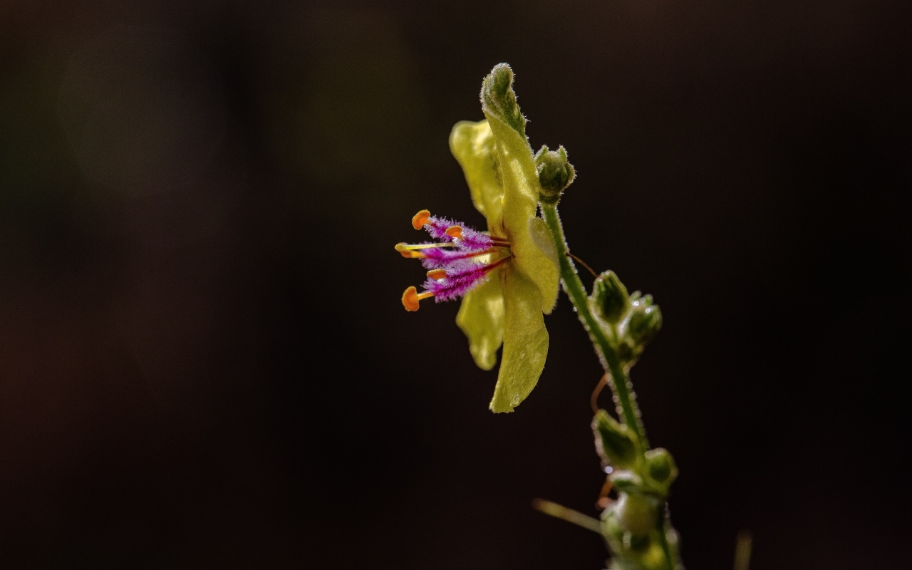 Желтый полевой цветок на черном фоне