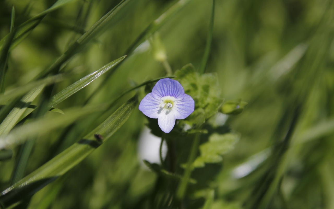 Маленький фиолетовый цветок гипсофилы