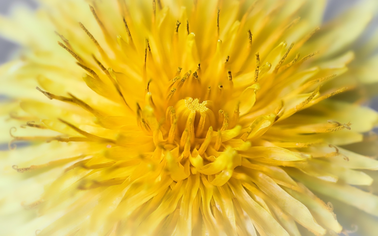 Желтый одуванчик крупным планом