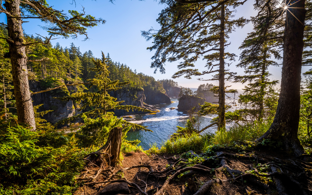 Высокие сосны на склоне у воды
