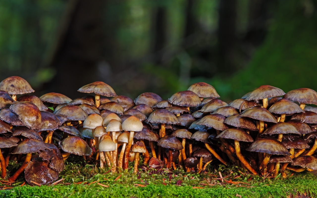 Много поганок в осеннем лесу