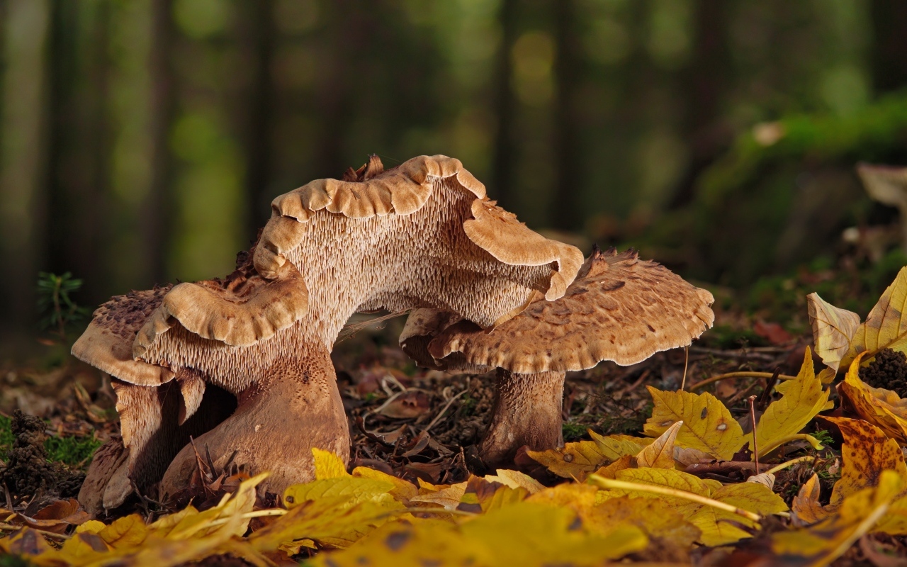 Грибы в опавших листьях в лесу осенью 