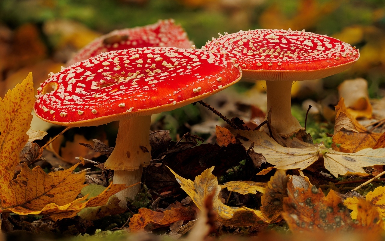 Два больших красных мухомора в желтых листьях