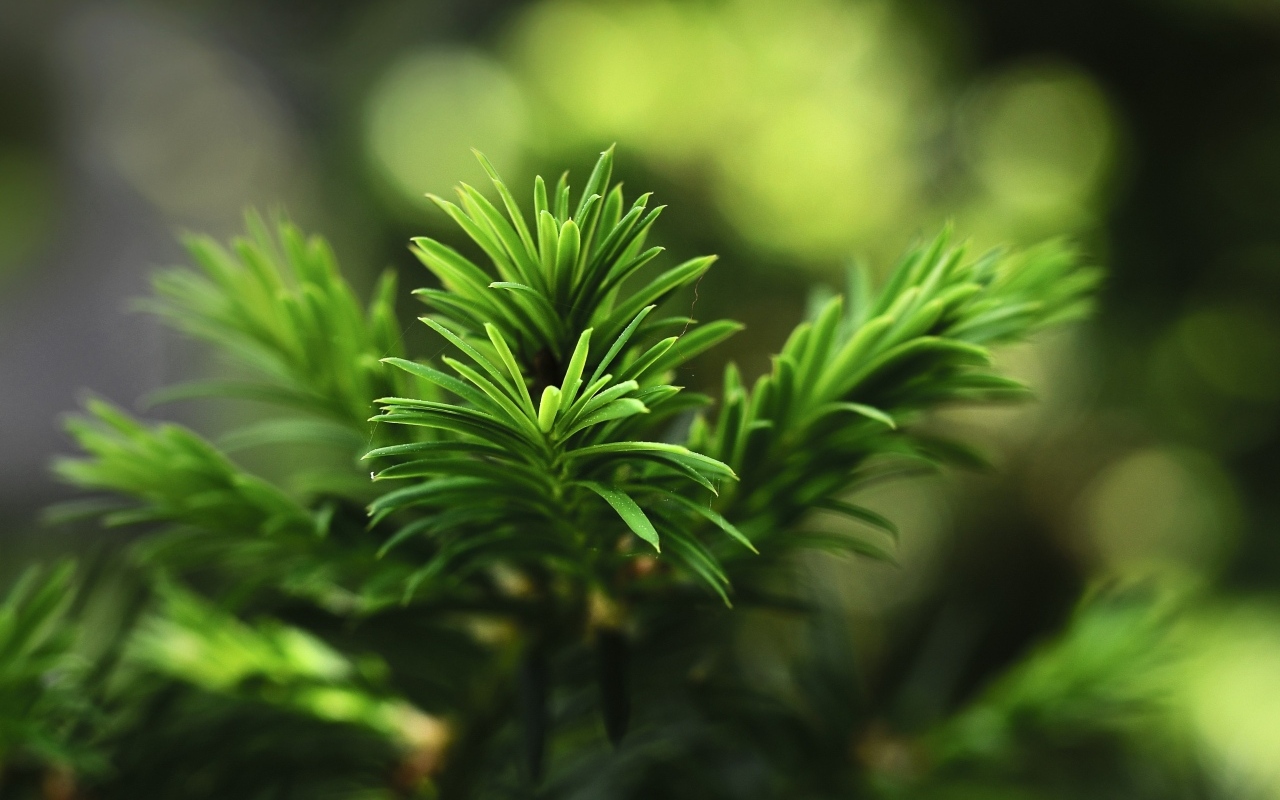 Нежная зеленая ветка молодой ели