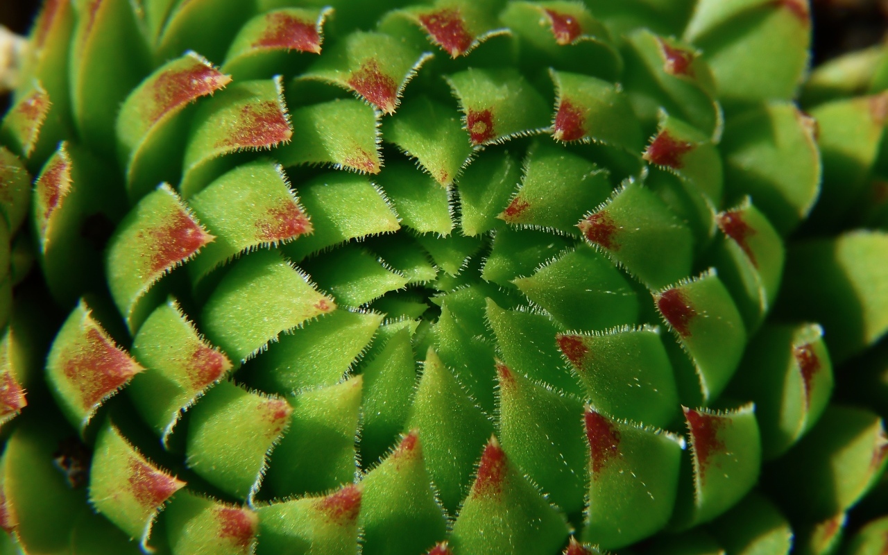 Красивый зеленый артишок крупным планом