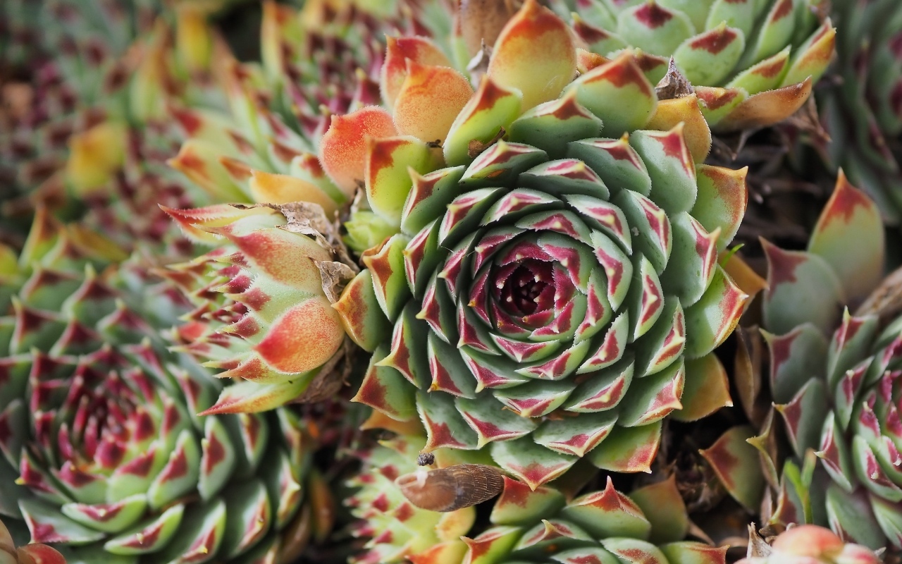 Красивое растение молодило