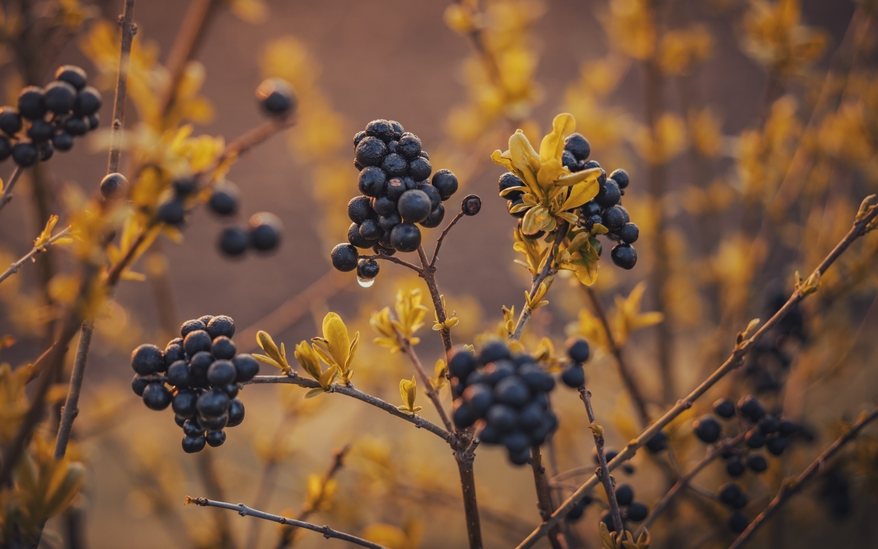 Черные ягоды на кусте