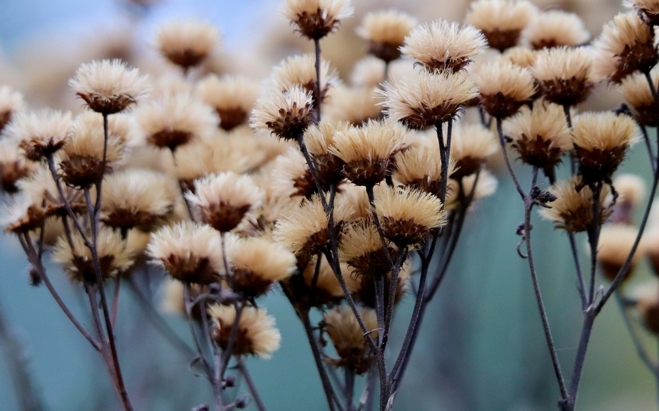 Сухоцвет крупным планом на поле