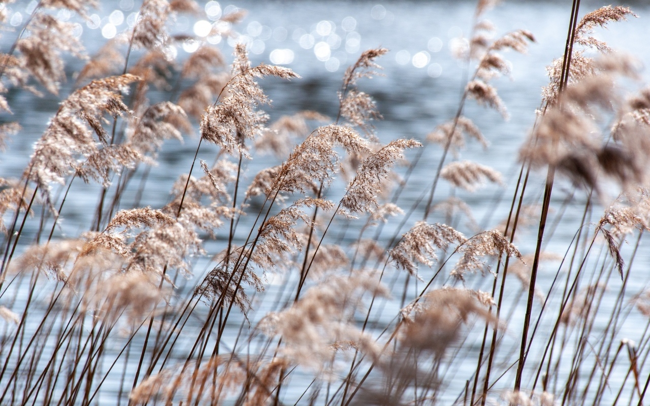 Пампасная трава растет у воды