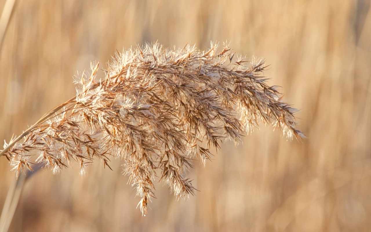 Колос растения в лучах солнца