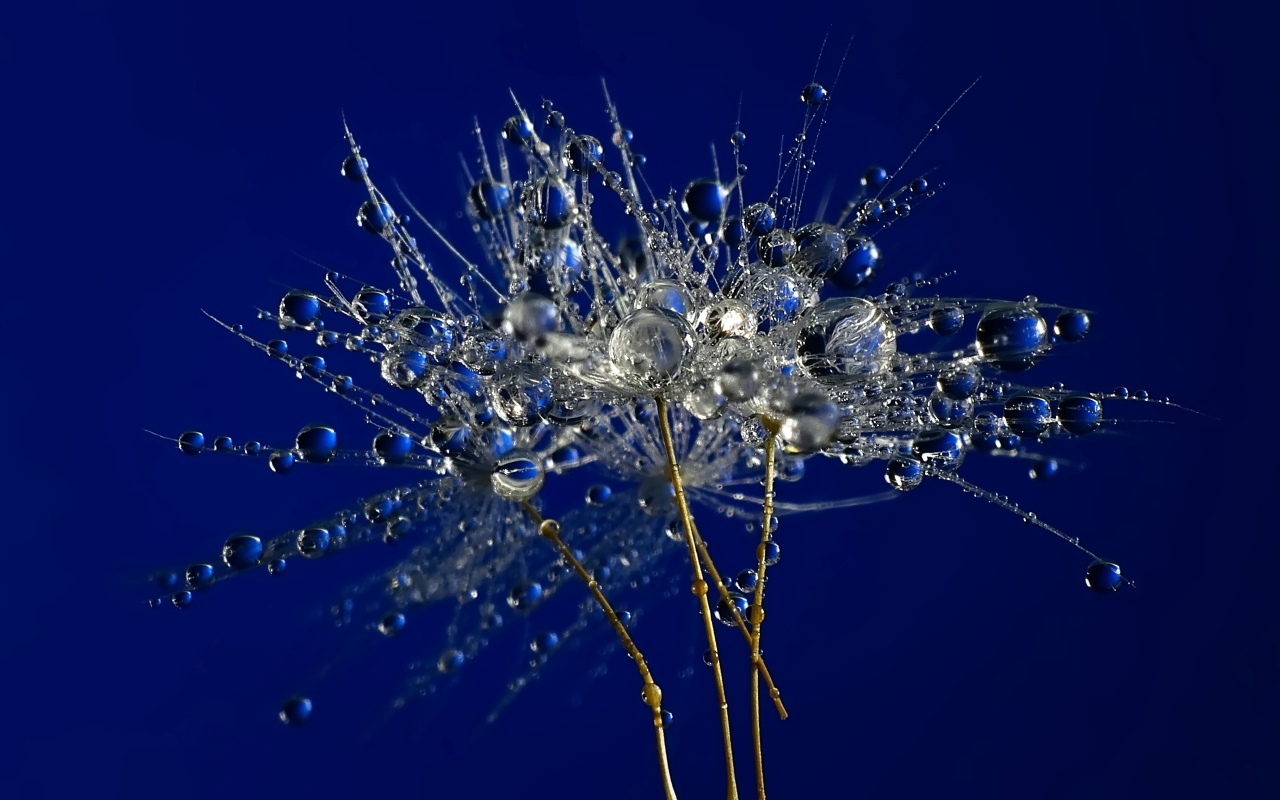 Мокрые остатки одуванчика на синем фоне