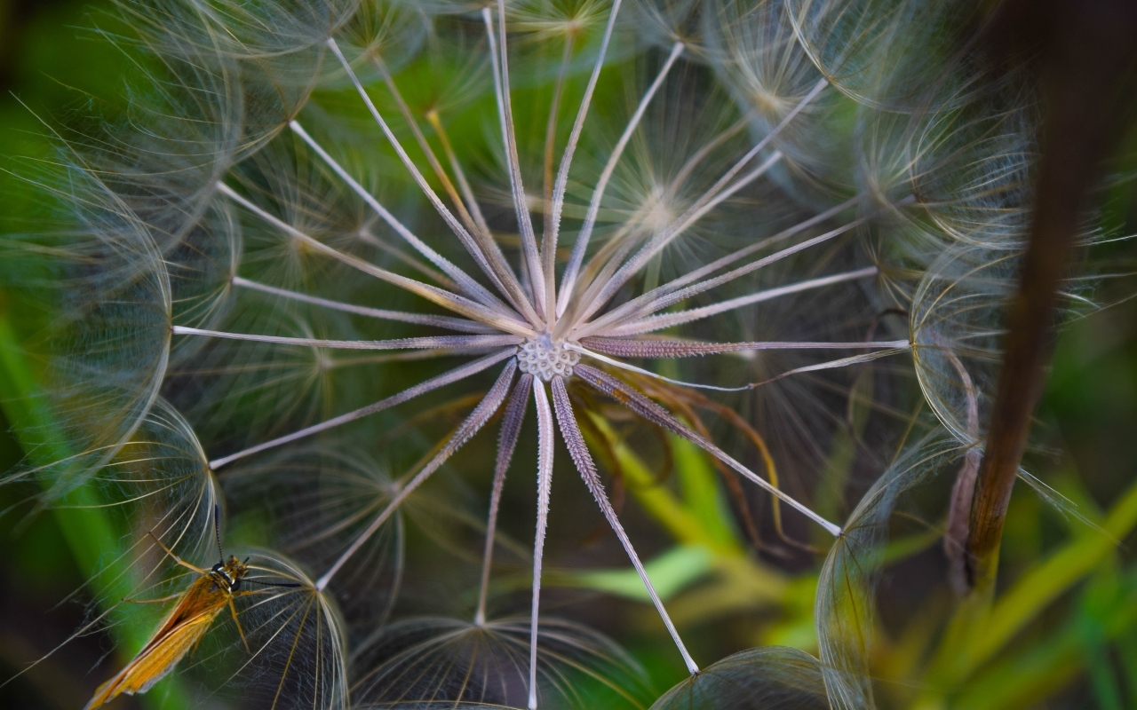Белый одуванчик с насекомым