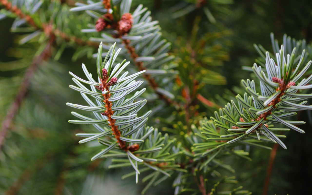 Колючая зеленая еловая ветка