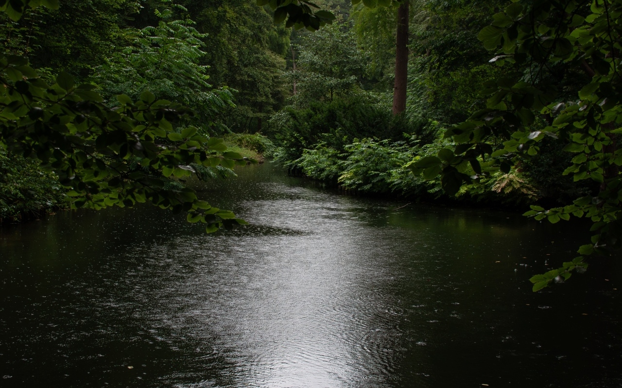 Лесное озеро под дождем летом