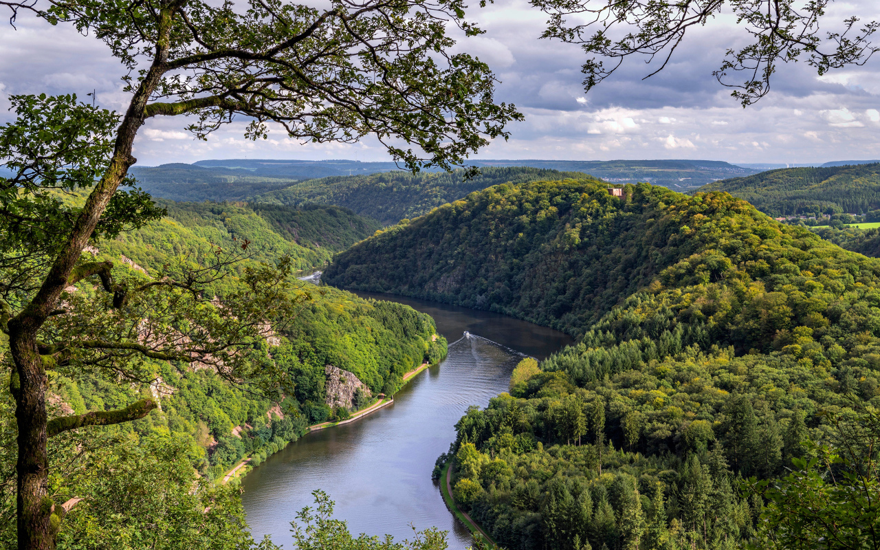 Река в густых зеленых зарослях деревьев