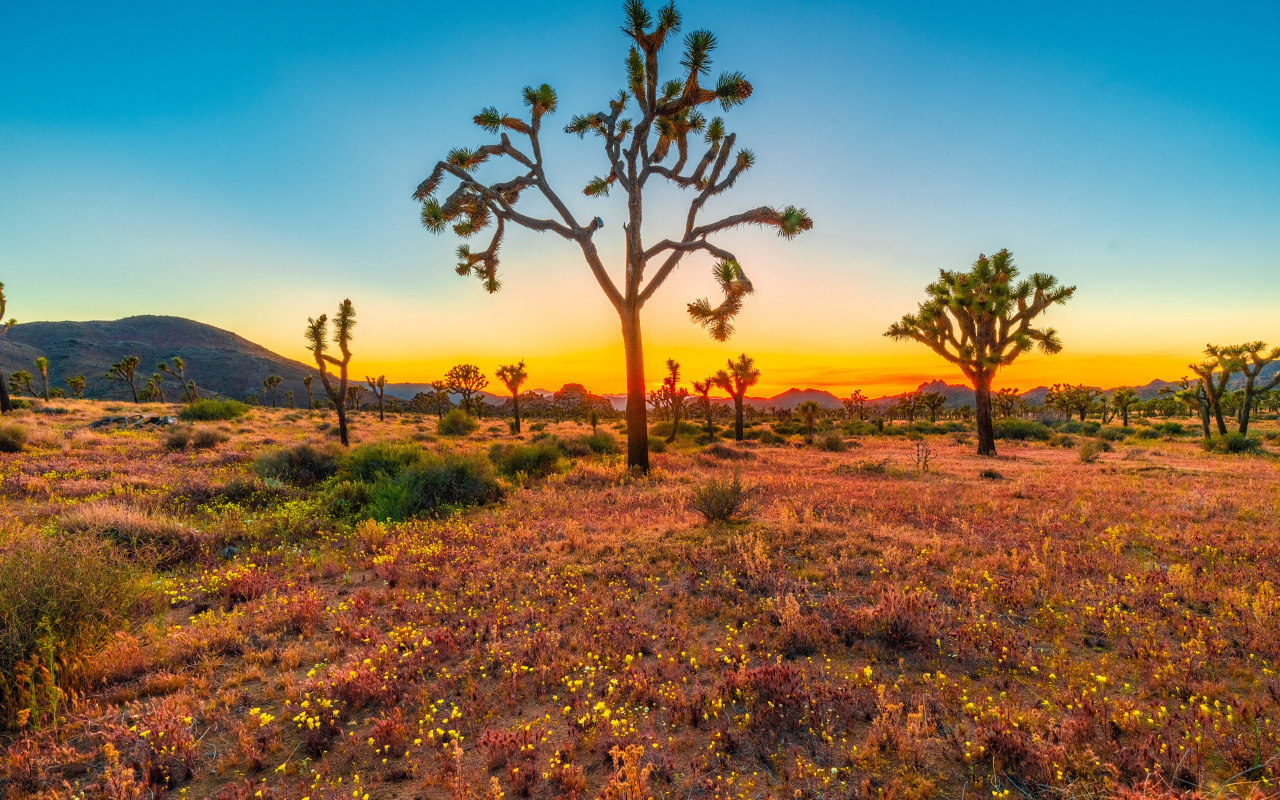 Закат солнца в национальном парке Джошуа-Три, США