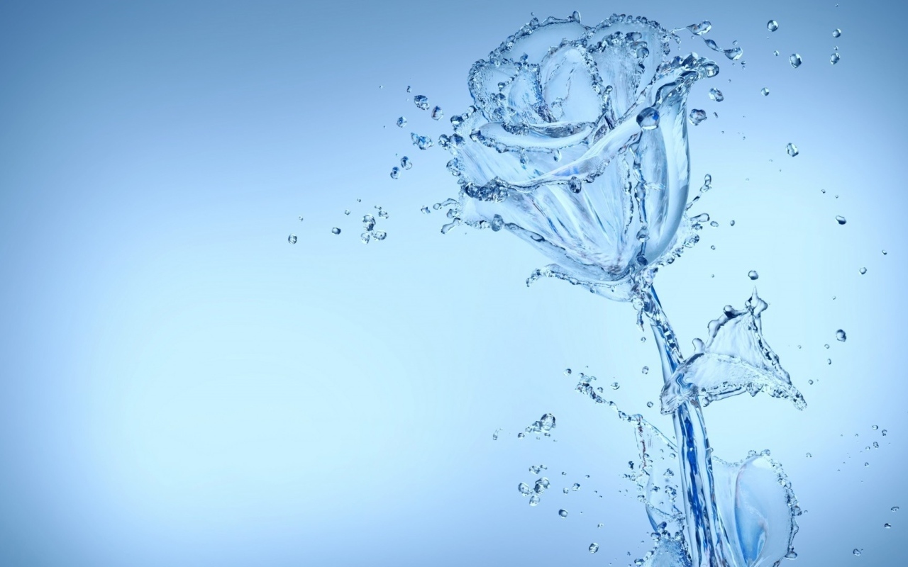 Красивая роза из воду на голубом фоне