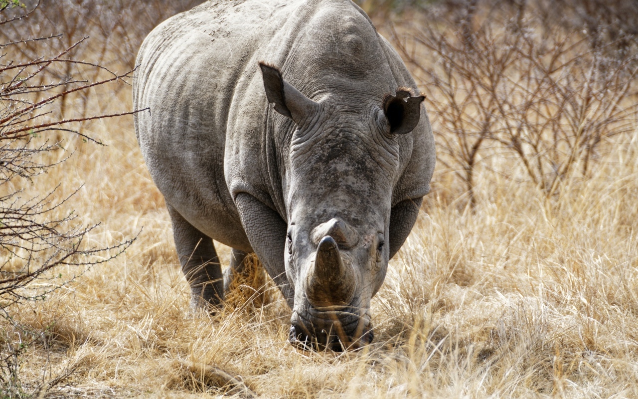 Большой носорог идет по сухой траве