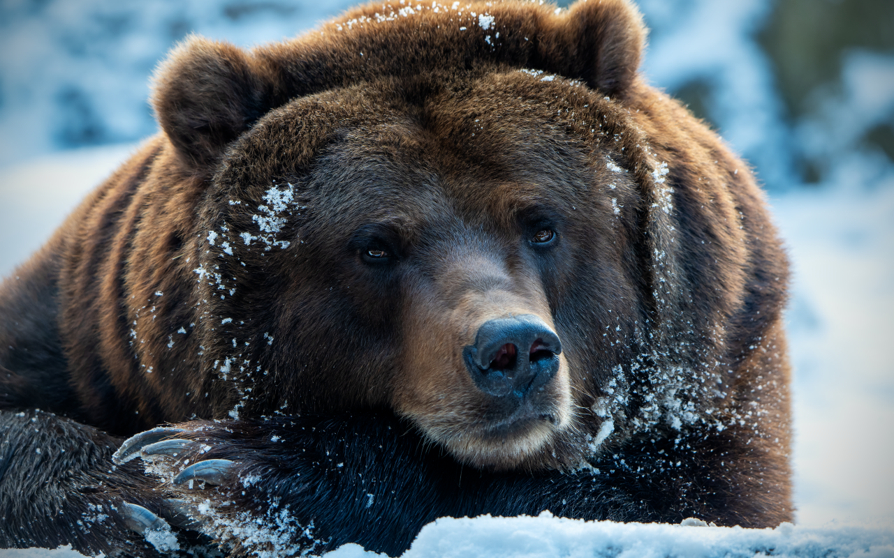 Большой хищный бурый медведь лежит на снегу