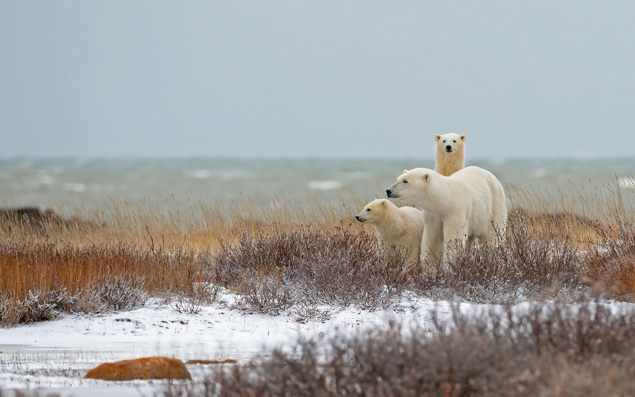 Белая медведица с медвежатами идут по снегу