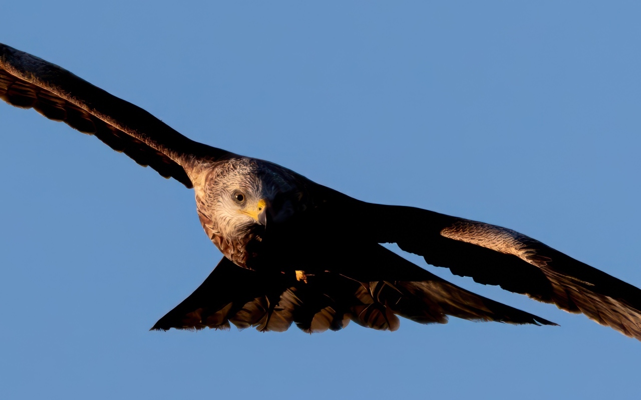 Большой красный коршун летает в небе