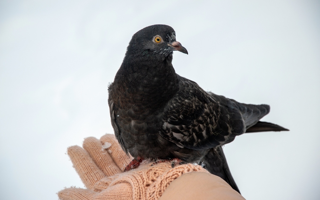 Голубь сидит на ладони зимой