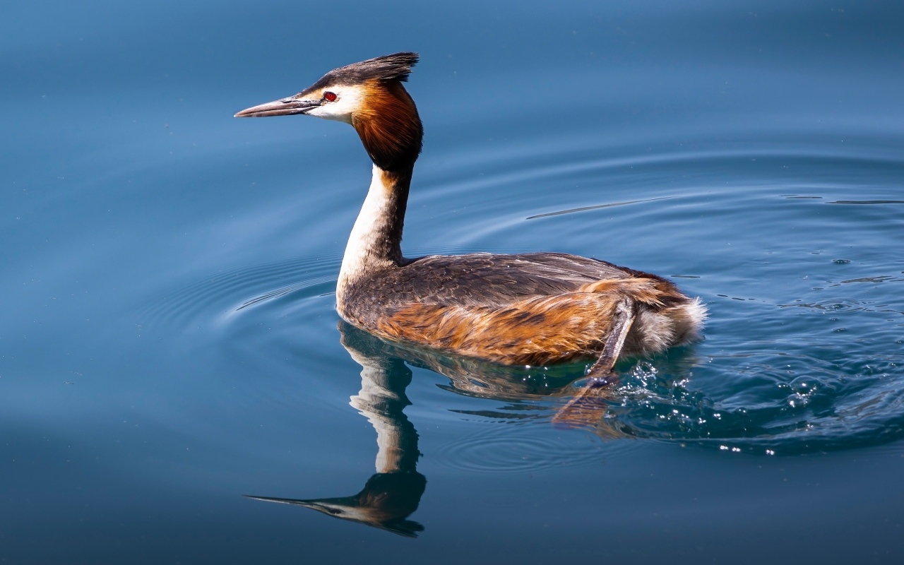 Птица поганка с острым клювом плавает в воде