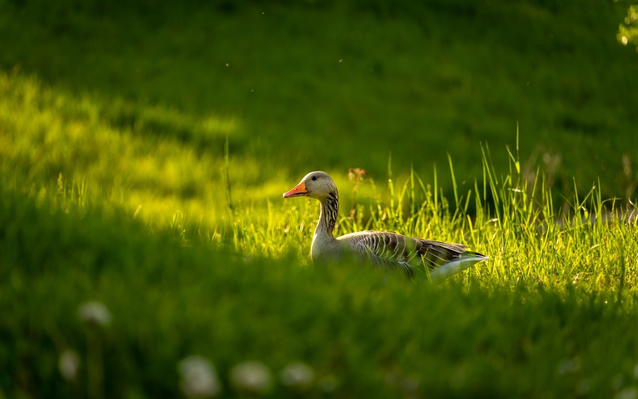 Большой серый гусь гуляет по зеленой траве