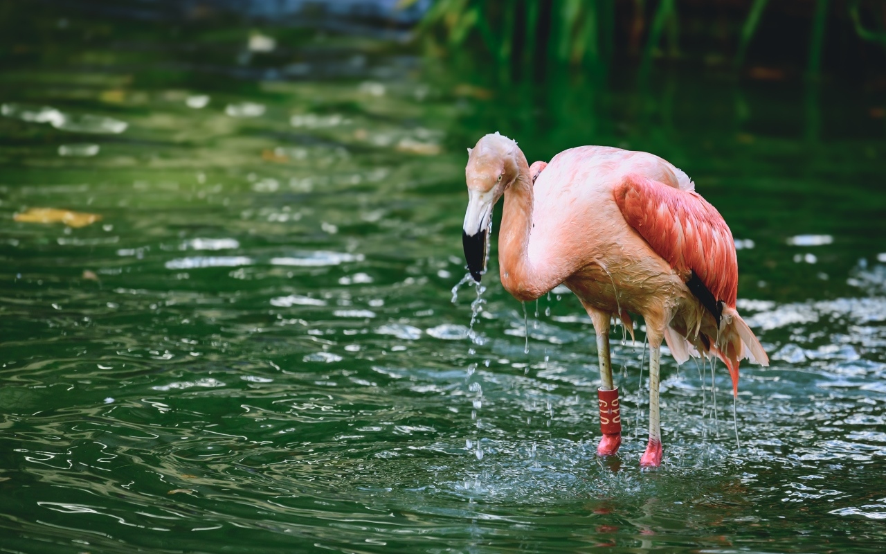 Большой розовый фламинго стоит в воде
