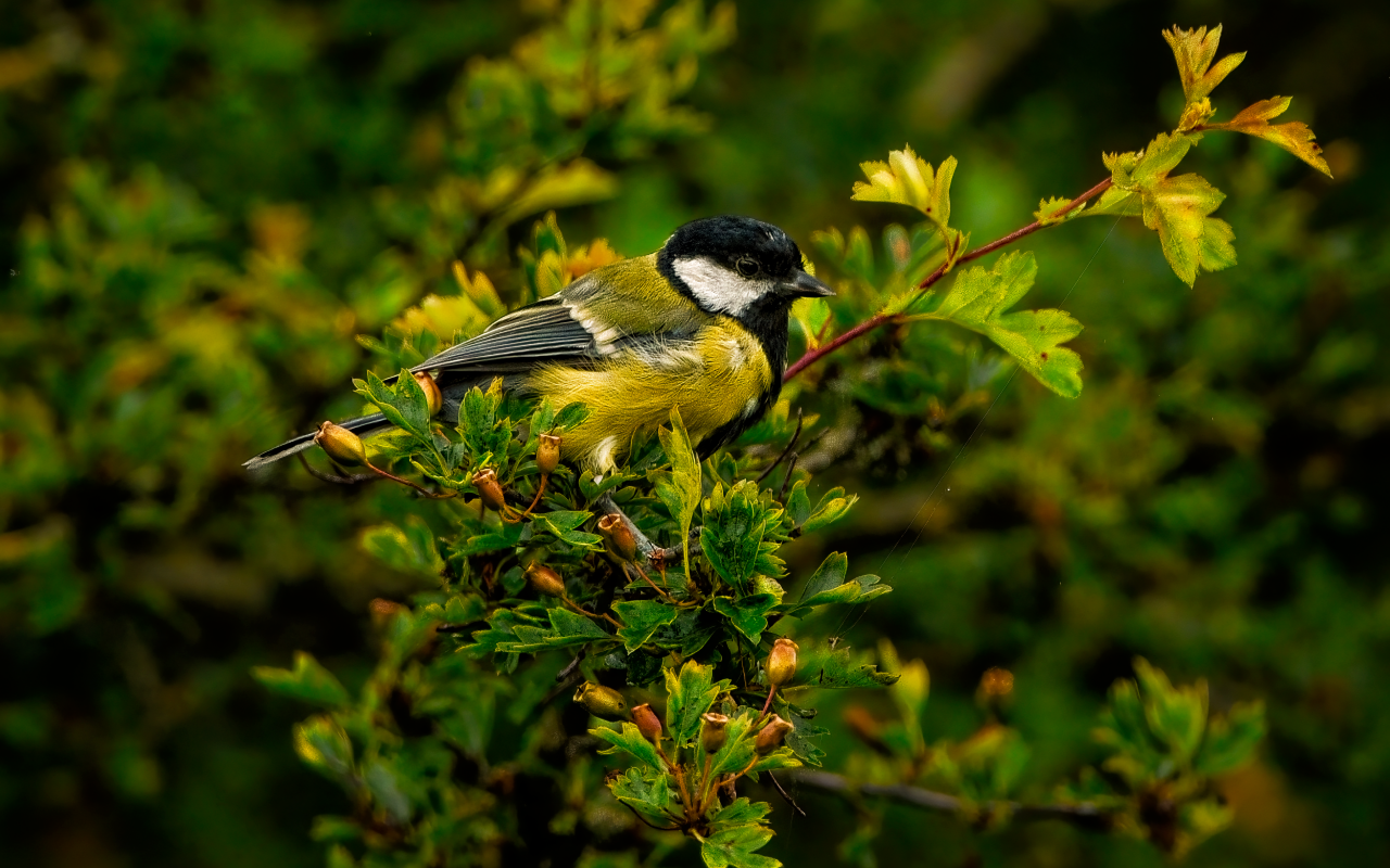 Маленькая синица сидит на ветке с зелеными листьями
