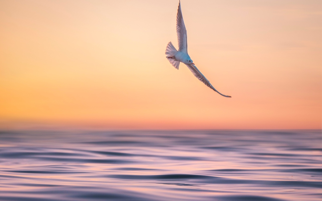 Чайка летает над спокойным морем