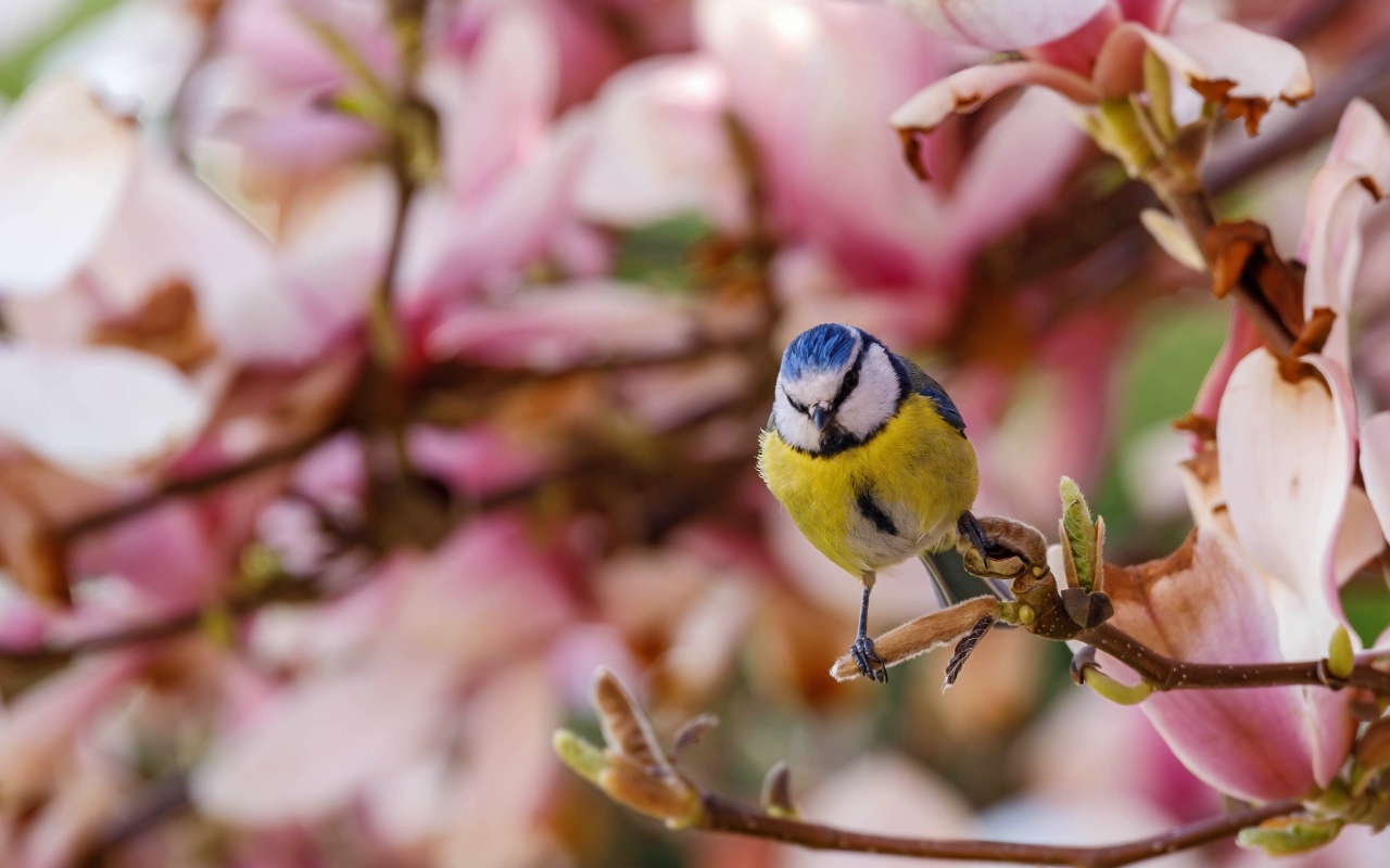 Маленькая птица лазоревка сидит на ветке дерева